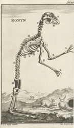Skeleton of a Rabbit
