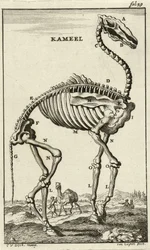 Skeleton of a Camel