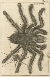 Spinning XVII