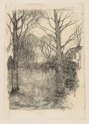 Forest Edge