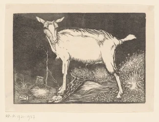 White Goat