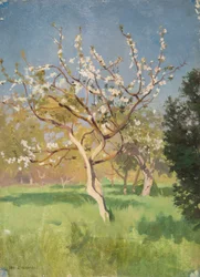 Apple Tree in Blossom