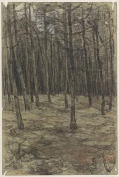 Forest Landscape