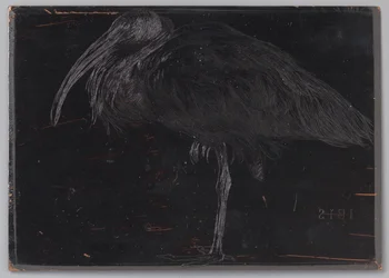 Ibis