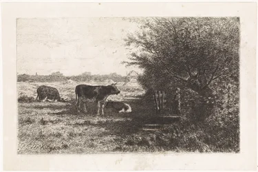 Cows in Meadow
