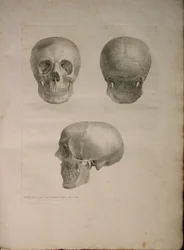 Albinus II, Pl. I, Illustration from 