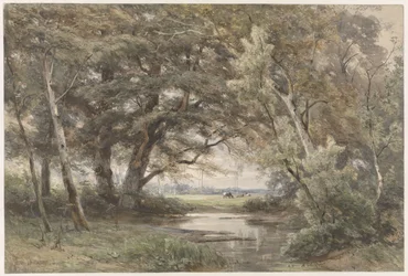 Water Under Trees at the Edge of a Forest