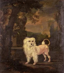 A Lowchen by a Fountain