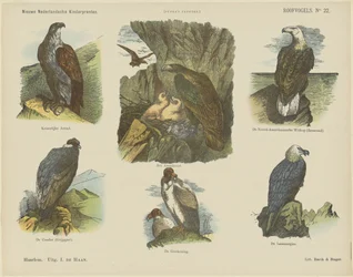 Birds of Prey