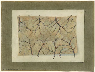 Anatomical Study of the Vascular System