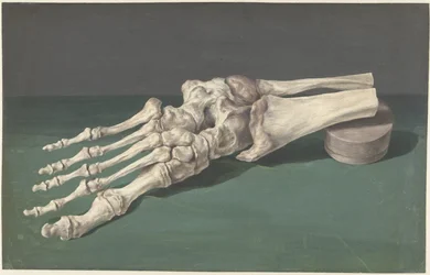 Skeleton of a Foot