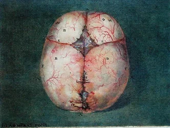 The Brain, from 
