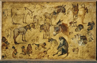 Animal Studies