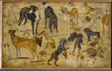 Animal Studies