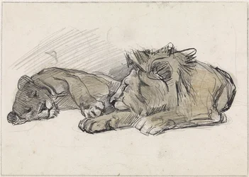Lying Lion and Lioness