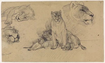 Study Sheet with Lions and Cubs