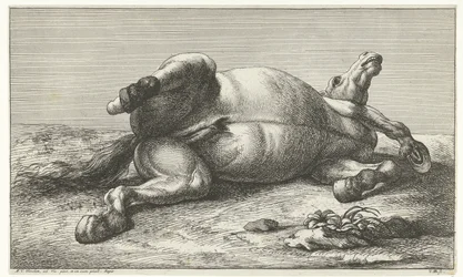 Fallen Horse Lying on Its Left Side