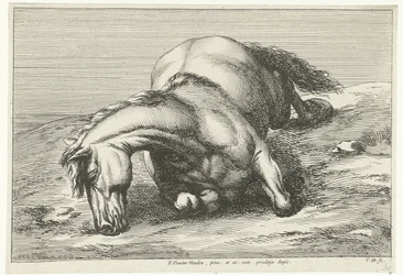 Fallen Horse Lying on Its Right Side