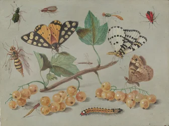 Study of Butterfly and Insects, c. 1655