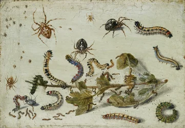 Various Spiders and Caterpillars, with a Sprig of Gooseberry
