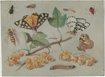 Study of Butterfly and Insects