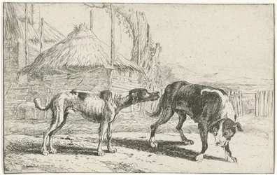 Male and Female Dog (series title: Animals)