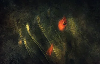 Abstract Red Poppies