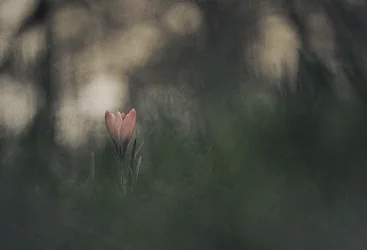 Dreamy Pink Bloom