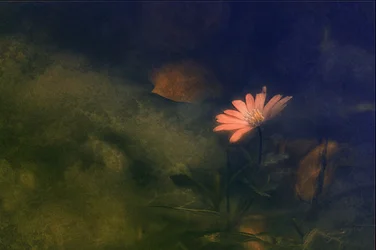Dreamy Pink Flower
