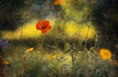 Dreamy Poppy Field