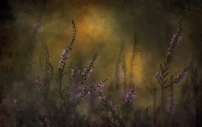 Dreamy Purple Heather