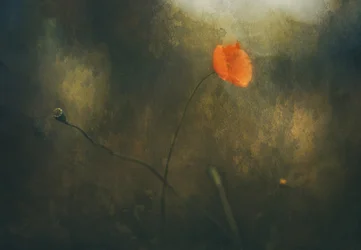 Dreamy Red Poppy