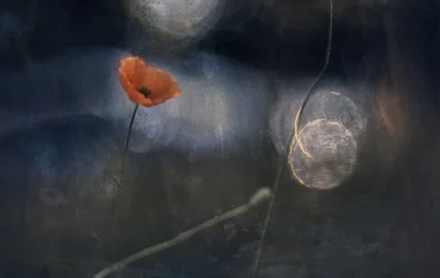 Ethereal Poppy Bloom