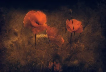 Moody Red Poppies