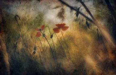 Soft Red Poppies