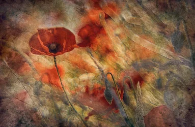 Vintage Red Poppies