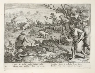Italian Vipers Eating Toads, plate 60, illustration from 