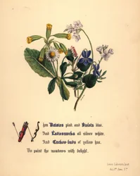 Daisies, Violets, Ladiesmocks and Cuckoo-buds