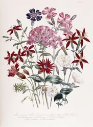 Catchfly