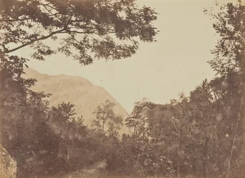 Acacia, Como