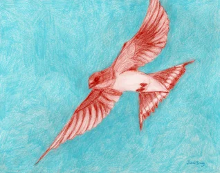 Barn Swallow in Light Blue, c.2025