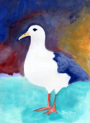 Seagull from Anacortes No. I, c.2016