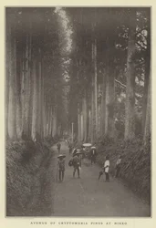 Avenue of Cryptomeria Pines at Nikko