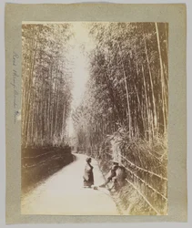 Road through a Bamboo Grove, Japan