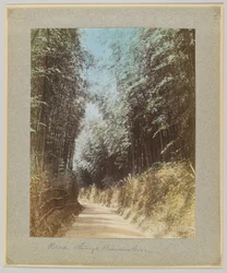 Road through a bamboo grove, Japan