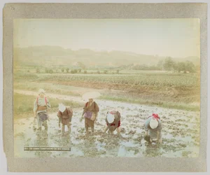 Transplanting rice sprouts, Japan