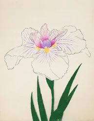 Akashi-no-Ul, no.10, 1898