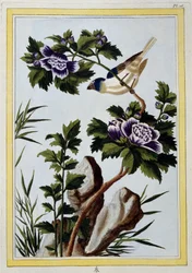 Bird - Japanese print
