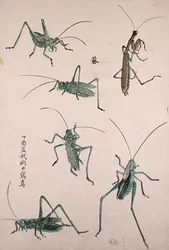 Grasshoppers
