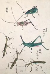 Grasshoppers and Mantises